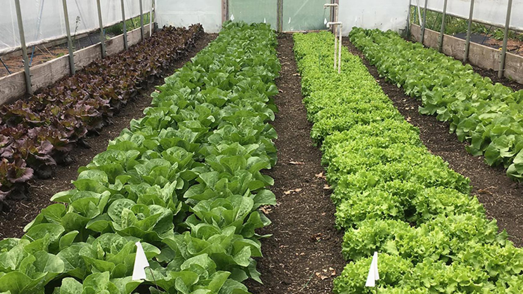 Vegetable Crop Production and Management – Professional Development