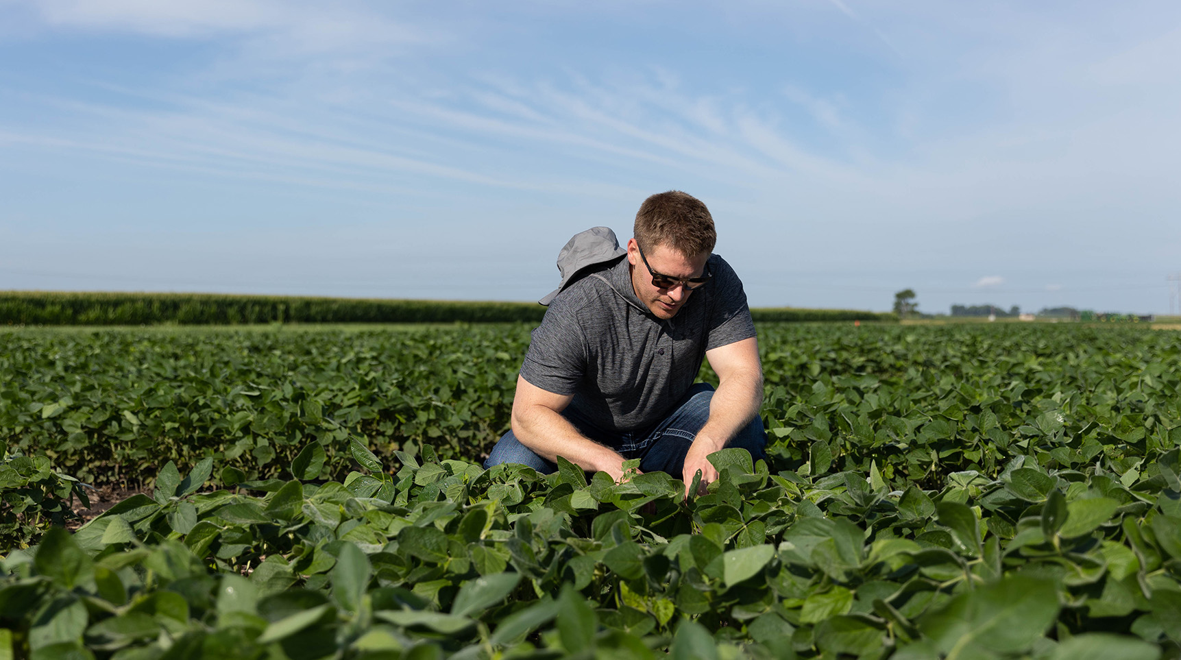 Agronomy Graduate Certificate Iowa State Online